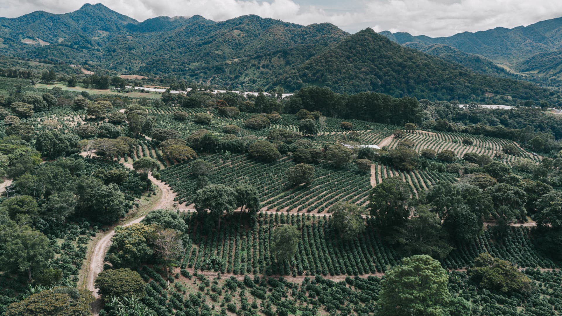Vista aérea de los cafetales de Garrido en las tierras altas de Boquete